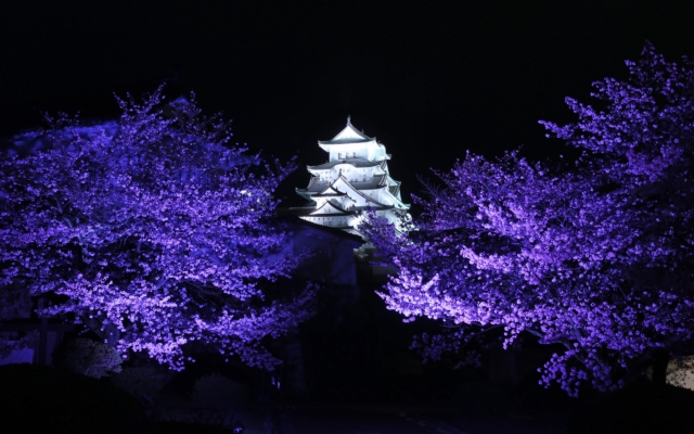 Himeji Castle Nighttime Cherry Blossom Light Up