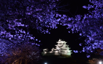 Illumination des fleurs de cerisier et du château de Himeji