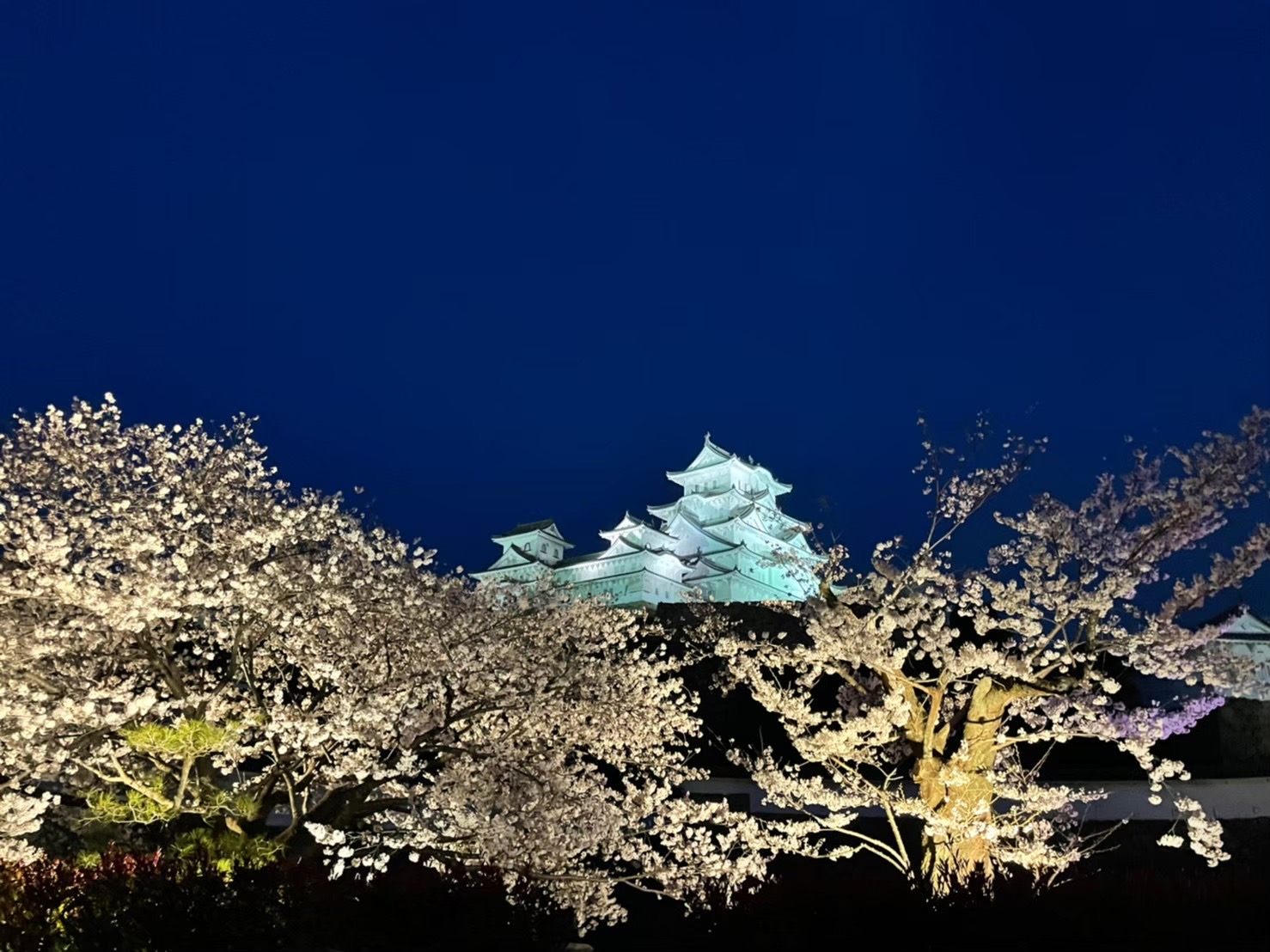 2024 Himeji Castle Night Cherry blossom Viewing Party ＆ Himeji Castle
