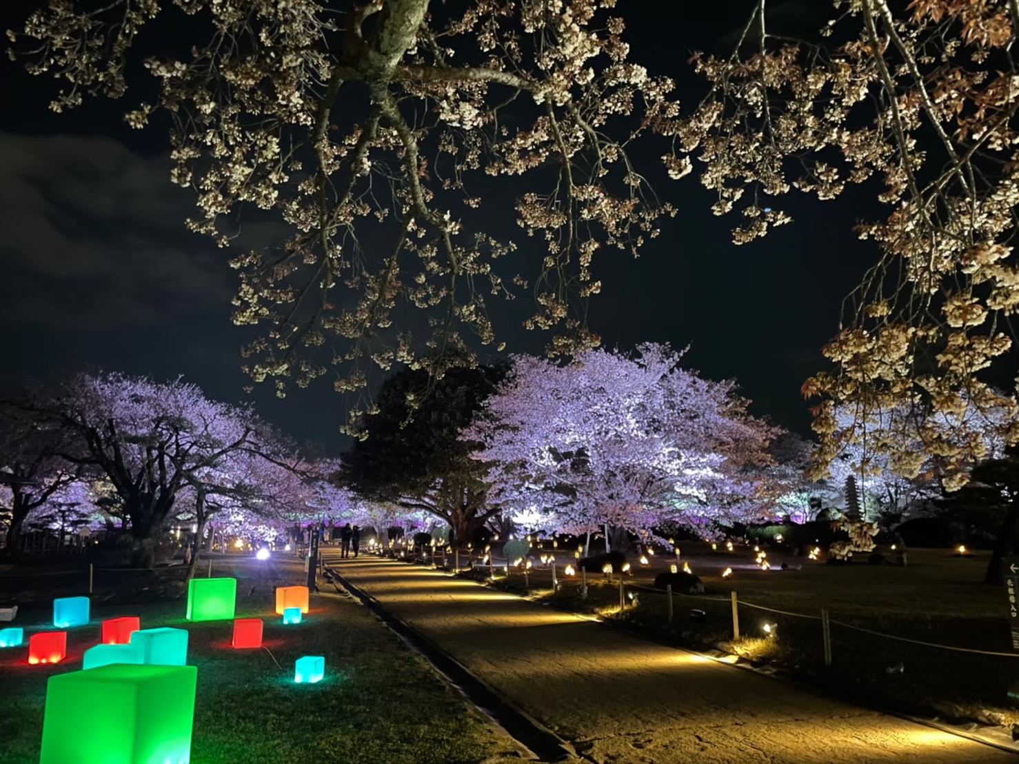 2024 Himeji Castle Night Cherry blossom Viewing Party ＆ Himeji Castle