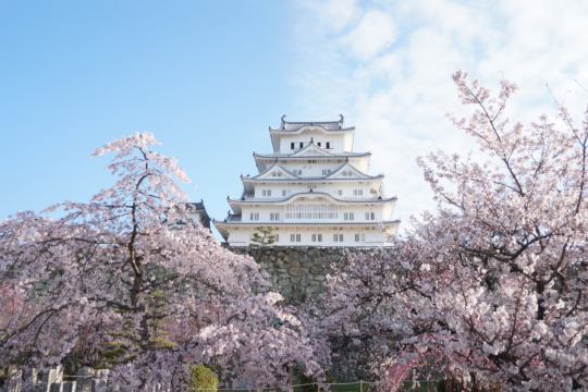 Himeji Castle Spring 1